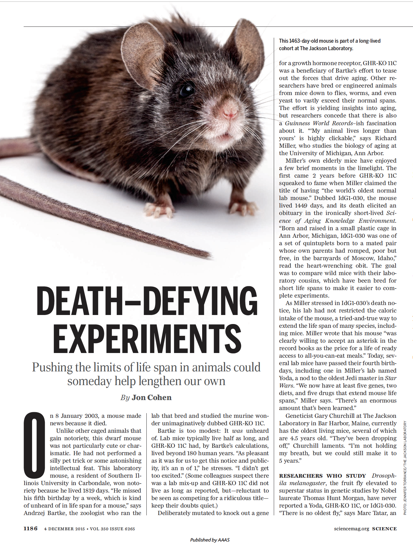 First page of "Death-defying Experiments: Pushing the limits of life span in animals could someday help lengthen our own." Published in Science Vol. 350 Issue 6265, December 4, 2015. Mouse photography by Jennifer L. Torrance