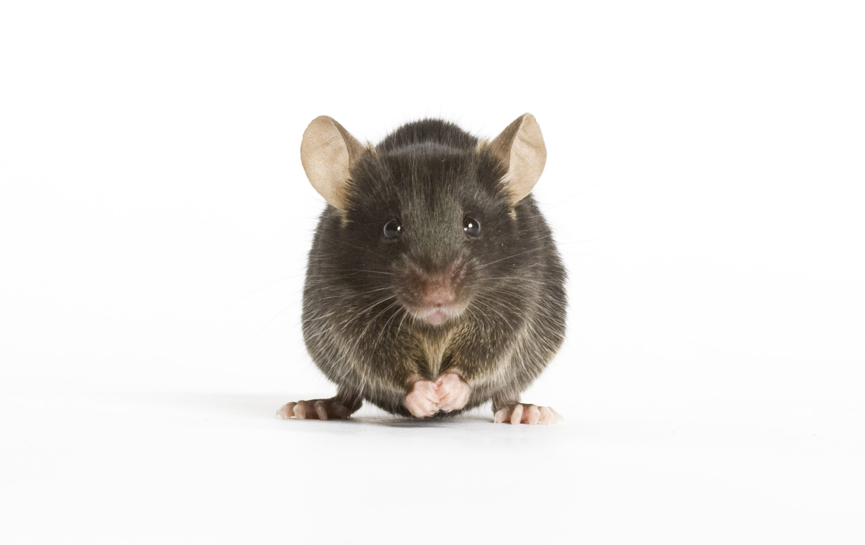 C57BL/6J, Stock Number 000664, black laboratory mouse on a white background.