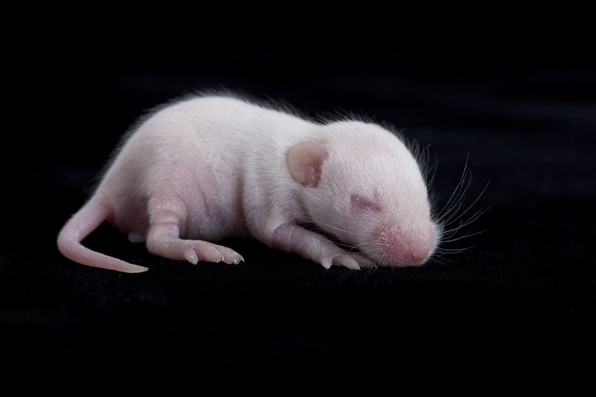 8 day old albino mouse pups on black background.